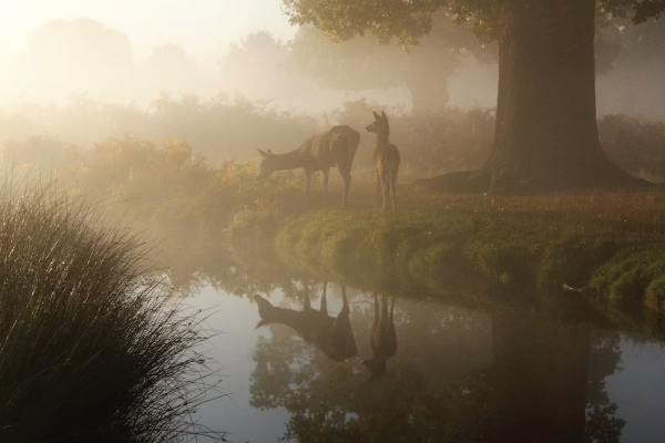 Smokey Forest Deer