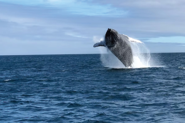 Galapagos Whale Watching