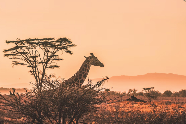 Safari Giraffe