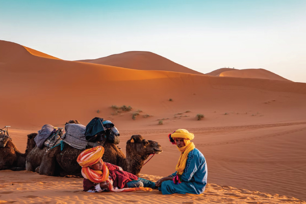 Camel in Sahara